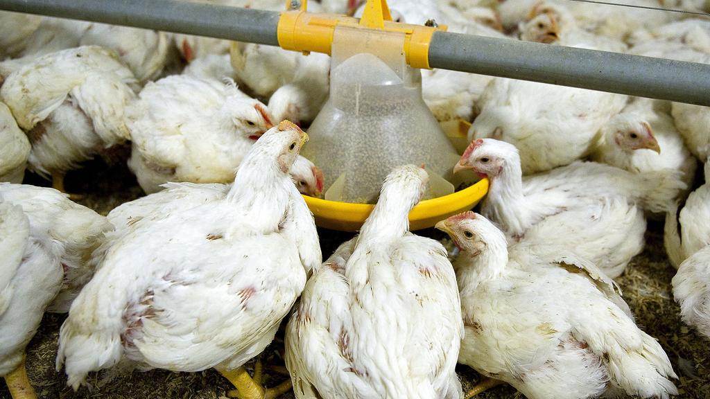 Udbrud af fugleinfluenza i Danmark - 25.000 dyr aflives