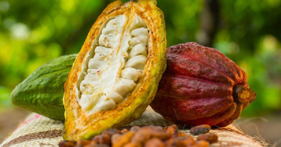 Ghana’s cocoa